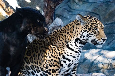 Our Favorite Jaguar Animal Facts To Celebrate December's Featured ...