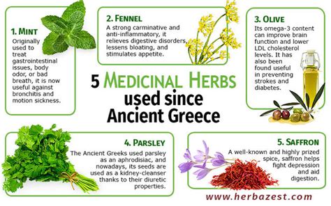 5 Medicinal Herbs Used Since Ancient Greece | HerbaZest