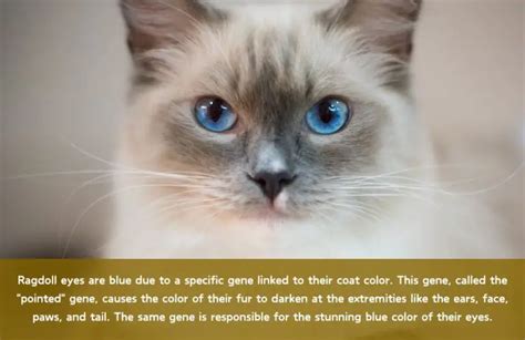 Ragdoll Eye Colors: The Fascinating Truth Revealed! — Living with Ragdoll