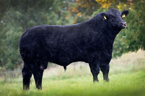 Aberdeen-Angus Cattle For Sale - Stirling - MacGregor Photography