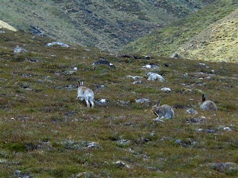 Speyside Wildlife (Aviemore) - All You Need to Know Before You Go (with ...