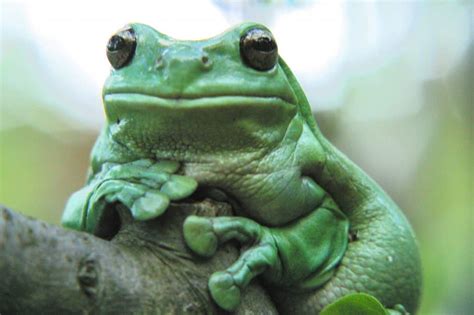 White's Tree Frog Care Sheet: Diet, Habitat, & More