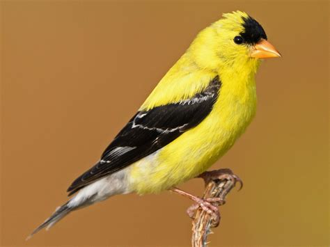 Iowa Goldfinch - Iowa Wildlife Federation