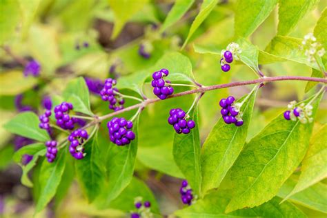 How To Grow and Care For Beautyberry