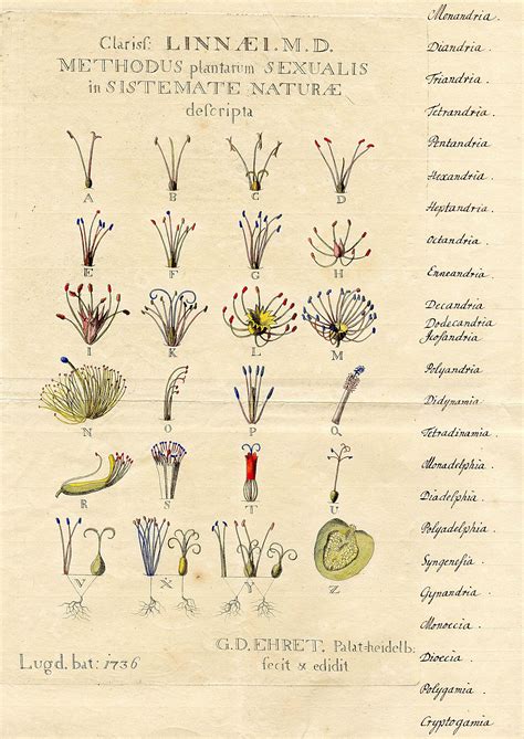 Methodus Plantarum Sexualis - Linnaeus. I think this would make a ...