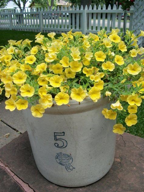 Yellow Million Bells~pretty! i love yellow flowers...so pretty and ...