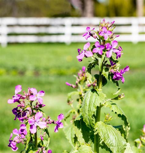 Honesty Lunaria Seeds – West Coast Seeds