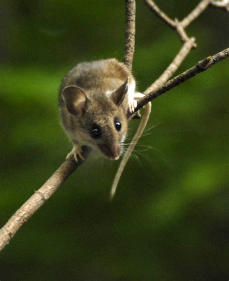 ADW: Peromyscus maniculatus: PICTURES