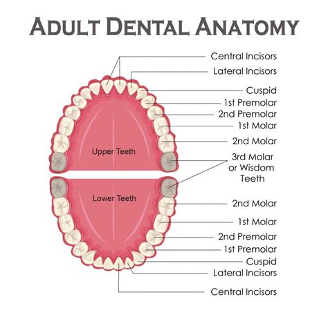 WHAT ARE WISDOM TEETH?