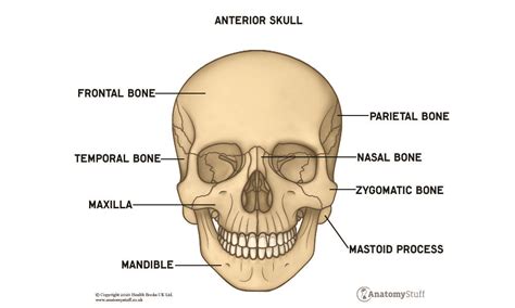 Skull Anatomy | Bones in The Skull | AnatomyStuff