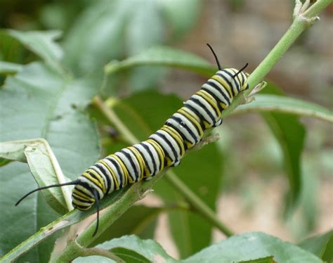 How to tell the Difference between Future Monarch Butterflies and ...