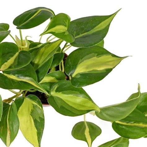 Variegated brasil philodendron plant Home & Living Ferns, Grasses ...