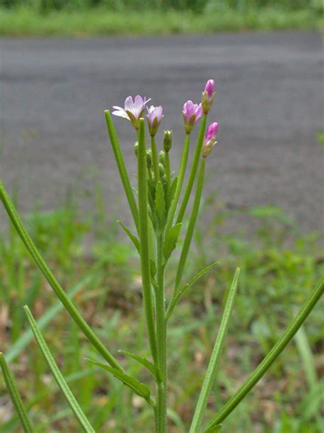 European Wild Flower Epilobium Fleischeri Alpine Willowherb