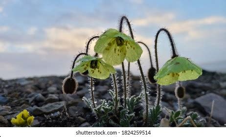 406 Arctic poppy Images, Stock Photos & Vectors | Shutterstock