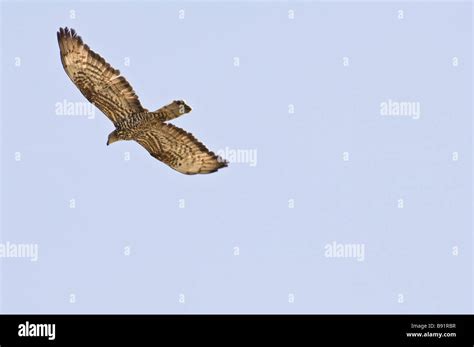 Honey buzzard on migration over Tarifa andalucia spain Stock Photo - Alamy