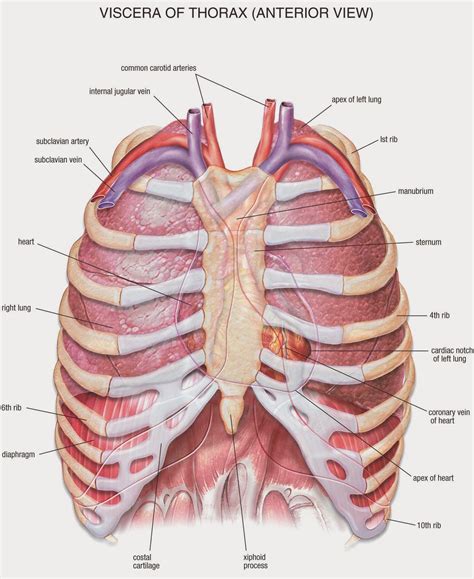 The Written Truth: RIBS, ADAM, REGENERATION | Human anatomy and ...