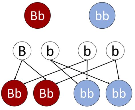 For mice black (B) is dominant phenotype and wh... | Class Ten Science