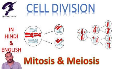 Cell division | Mitosis | Meiosis | Class 9 CBSE - YouTube