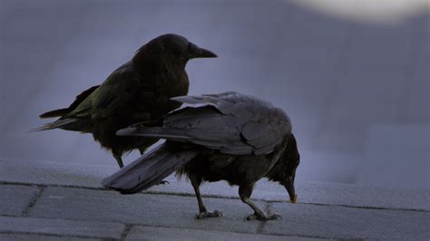 Crows Eating by soupertrooper on DeviantArt