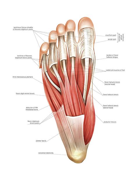 Foot Interossei Muscles Mri / Anatomy of the Upper Limb: Interossei and ...