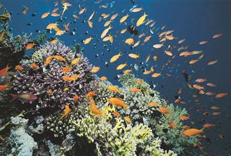 Top 152 + Marine ecosystem animals list - Lifewithvernonhoward.com