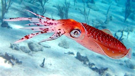 Caribbean Reef Squid – "OCEAN TREASURES" Memorial Library