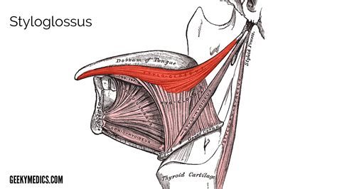 Tongue | Anatomy | Muscles, Innervation, Blood Supply | Geeky Medics