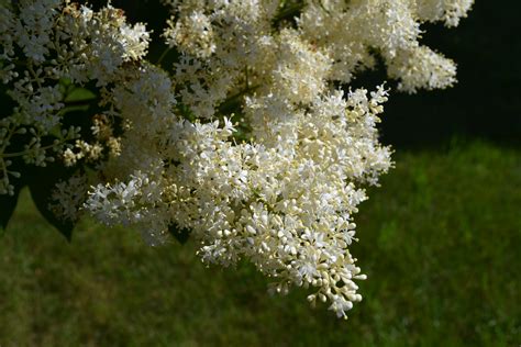 Japanese Tree Lilac is a late spring blooming ornamental tree.