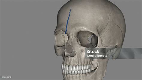 The Supratrochlear Artery Is One Of The Terminal Branches Of The ...