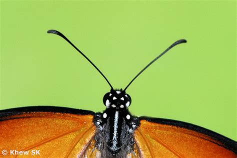 Butterflies of Singapore: The Butterfly Antennae