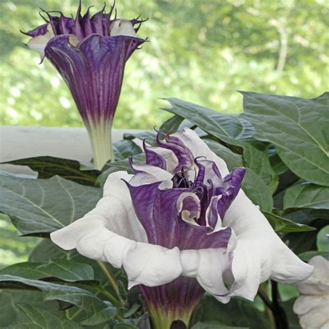 Buy Purple Datura Metel Seeds For Your Flower Garden