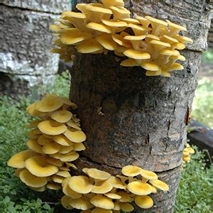 How to grow Oyster Mushrooms on Logs instructions