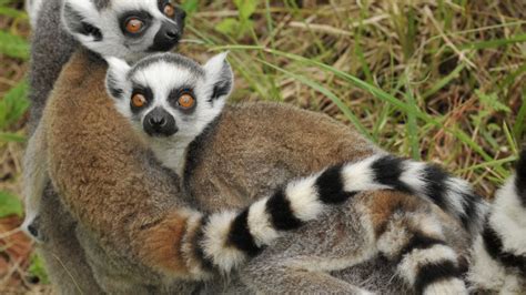 True Facts About the Lemur by Ze Frank | Ze frank, Lemur, Poster pictures