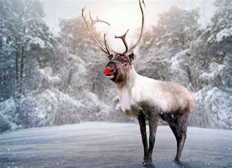 5 Life Lessons from Rudolph the Red-Nosed Reindeer - Mamiverse