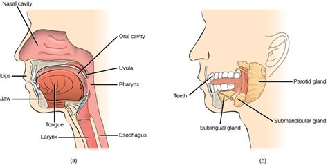 Anatomy of organs of the digestive system and their functions. | BIO103 ...