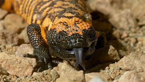 Gila Monster | San Diego Zoo Wildlife Explorers