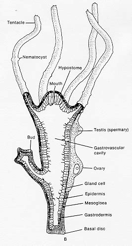 Hydrozoa Diagram - Wiring Diagram Pictures