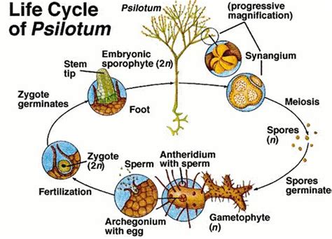 Life cycle of Psilotum | Plant life cycle, Life cycles, Plant science