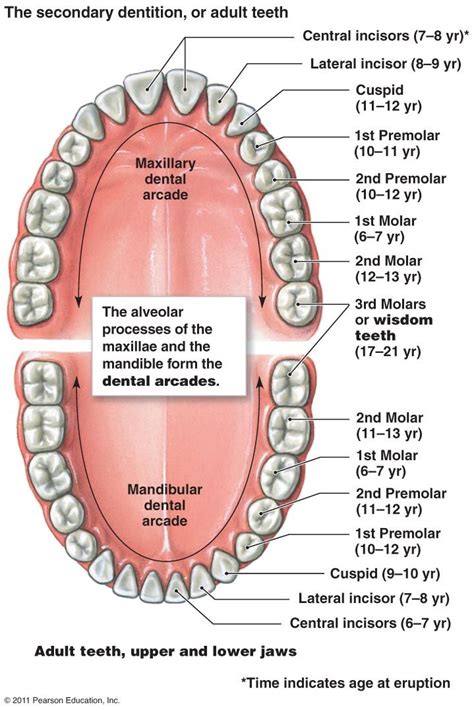 Digestive System | Teeth diagram, Human teeth, Dental assistant study