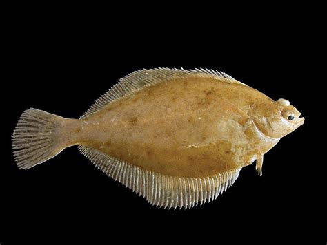 Dab | Flounder, Sole, Plaice | Britannica