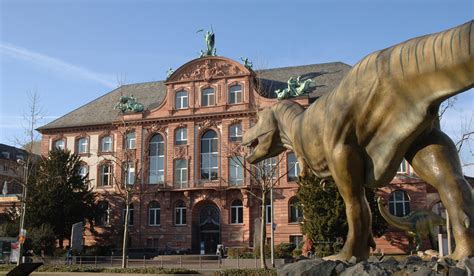 Bis bald im Museum – und bis gleich bei Senckenberg@Home! | Senckenberg ...