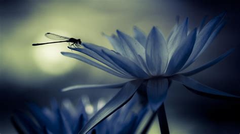 40+ DragonfLy Screensavers and Wallpaper