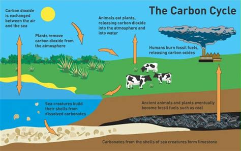 Stages of carbon cycle - mistata