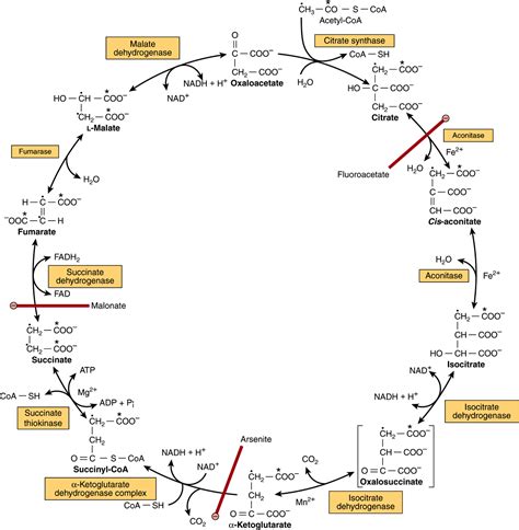 Citric Acid Cycle and MCQs for GPAT, NEET, CSIR NET, UPSC, SSC Exams ...