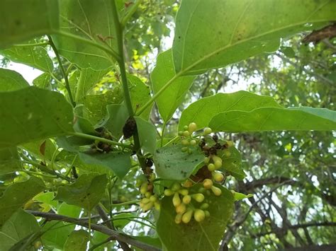 Cordia species ?- Central Java - efloraofindia