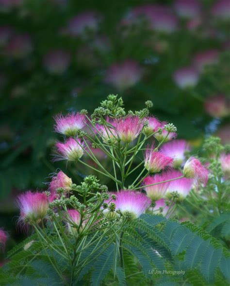 Blooms Of The Mimosa Tree Photograph by Jeanette C Landstrom