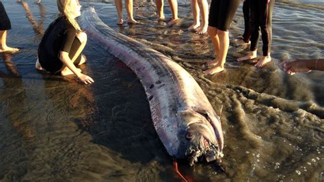 Rare 18ft Long 'Sea Snake' Discovered Off California Coast Makes ...