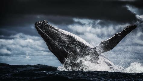 Humpback Whale 4k Ultra HD Wallpaper and Background | 4250x2404 | ID:641174