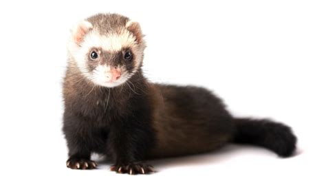 19 Ferret facts that will either freak you out or make you want to get one