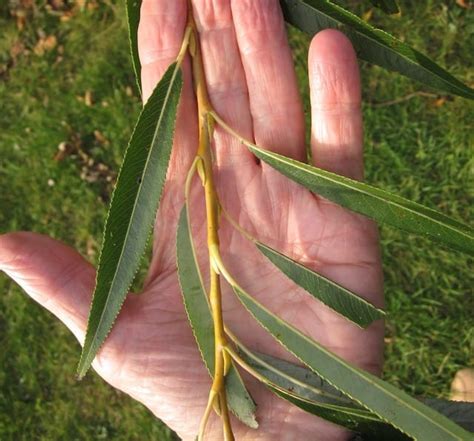 Willows - Tree Guide UK - Willow trees identification